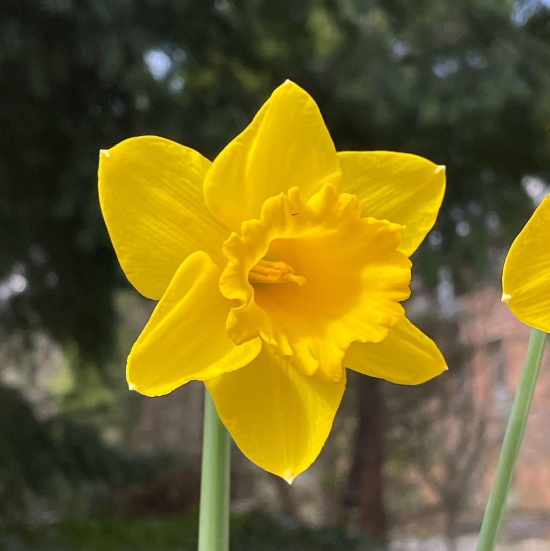 Flowers icon