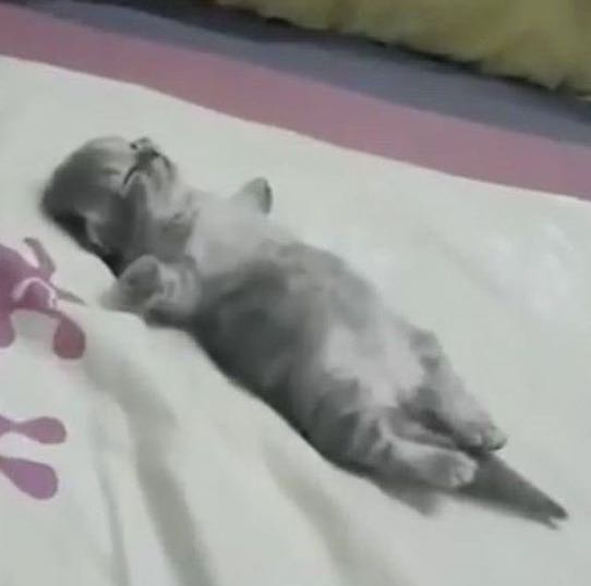 ASMR Snoozin icon