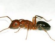 A group where we all pretend to be ants icon