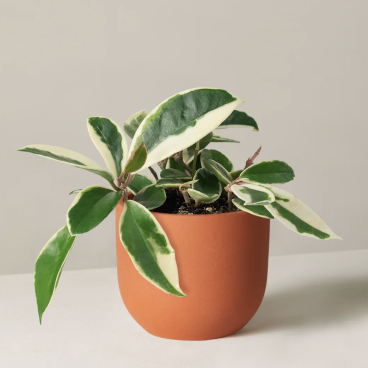 Plant Parenthood icon